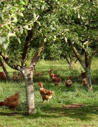 Stage d'élevage avicole aux Vergers de la Galine