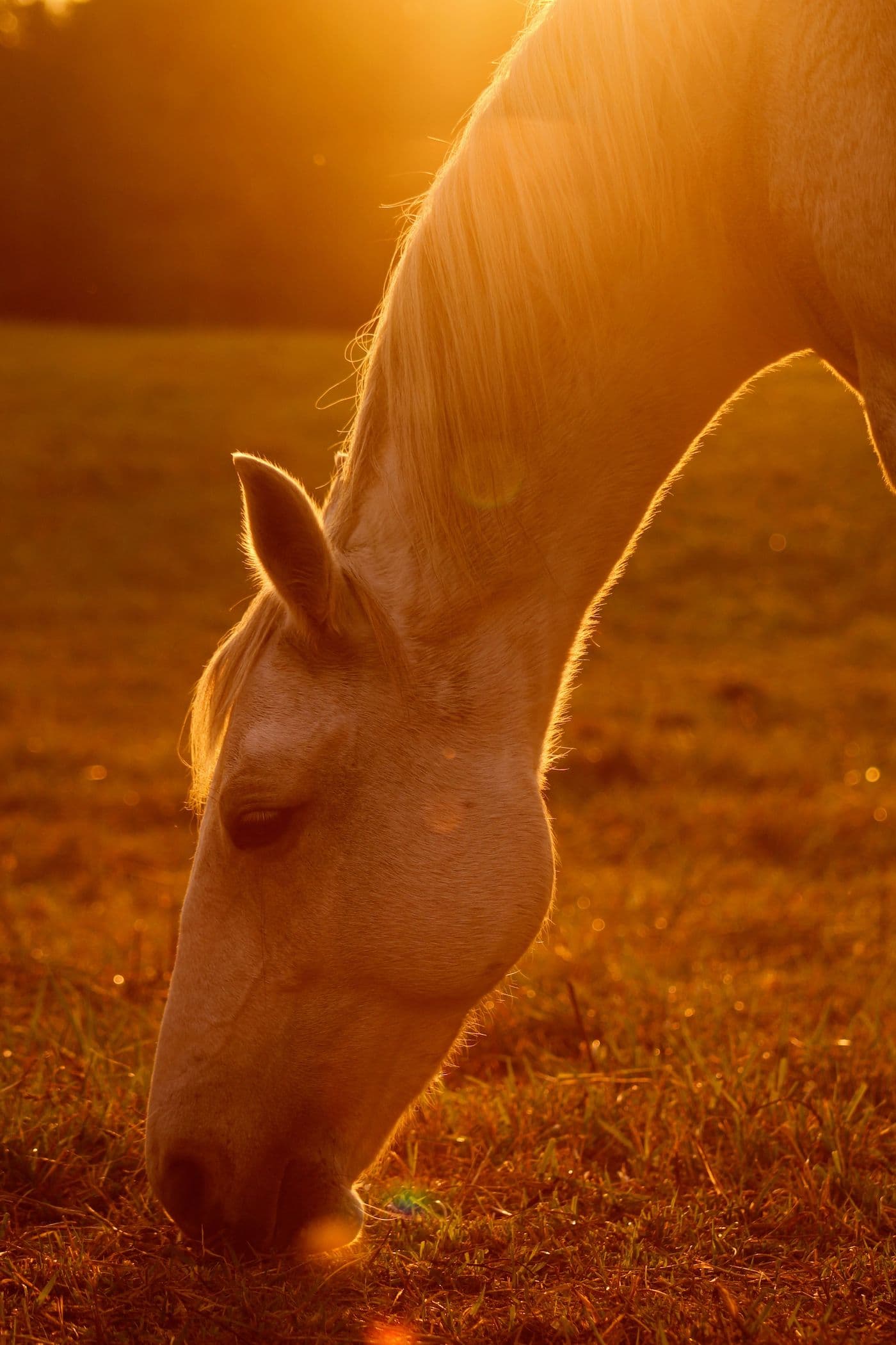 Alimentation et pension pour chevaux en Provence