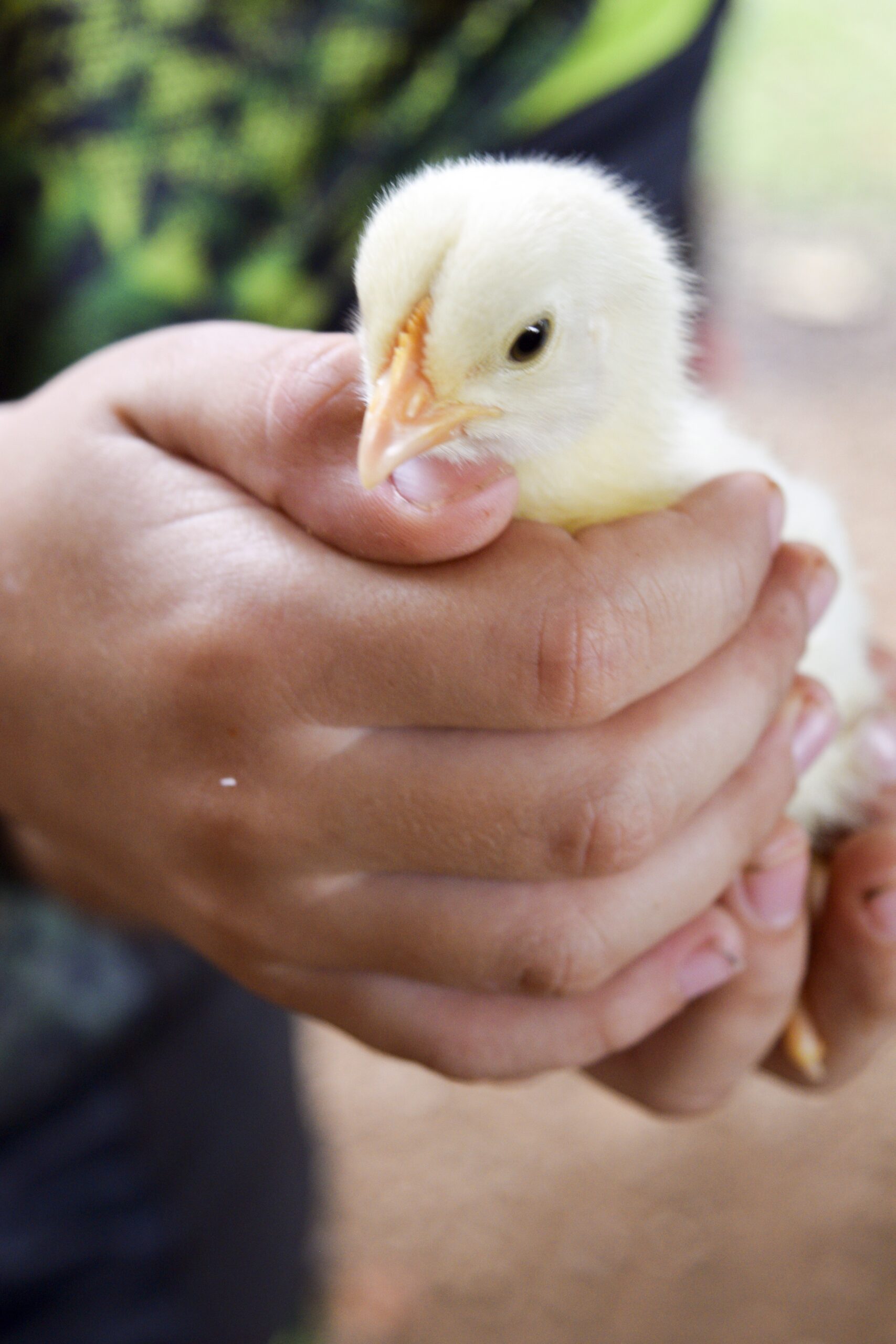 Poussin dans les mains aux Vergers de la Galine, ferme en agroforesterie des Alpes de Haute Provence