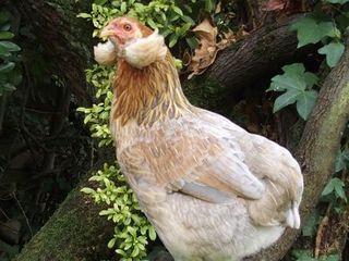 Poule Araucana pure race, élevée aux Vergers de la Galine