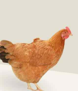 Poule rousse Isa Brown, pondeuse des Vergers de la Galine