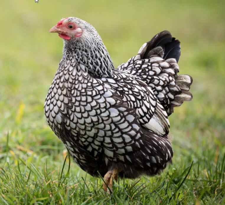 Poule Wyandotte naine, race ornementale des Vergers de la Galine